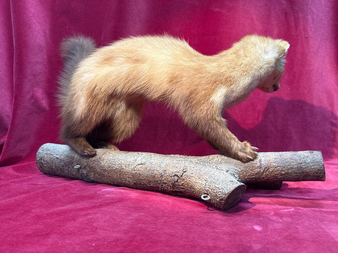 Naturalisation marte sur branche taxidermie