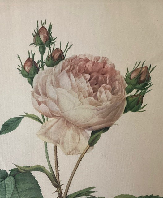 Planche botanique, représentation Rosier à cent feuilles, sur papier.
