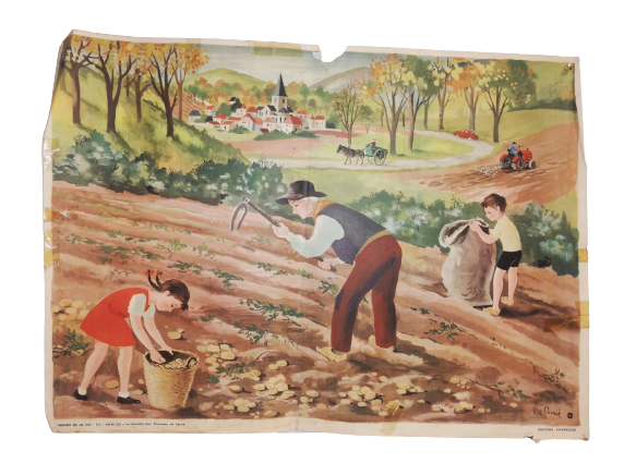 Affiche Carte Scolaire Lithographie images de la vie 111 série 23 la récolte des pommes terre agriculture biologique