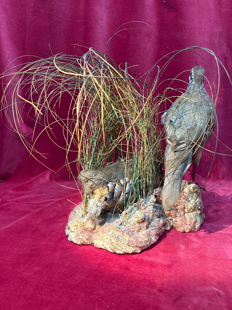 Taxidermie couple de perdrix rouges sur nid et rocher