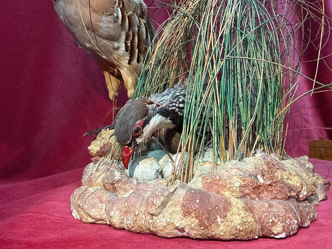 Taxidermie couple de perdrix rouges sur nid et rocher