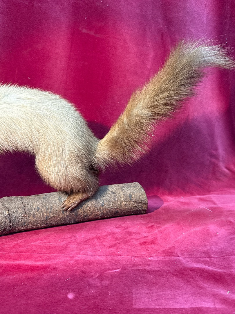 Naturalisation marte sur branche taxidermie