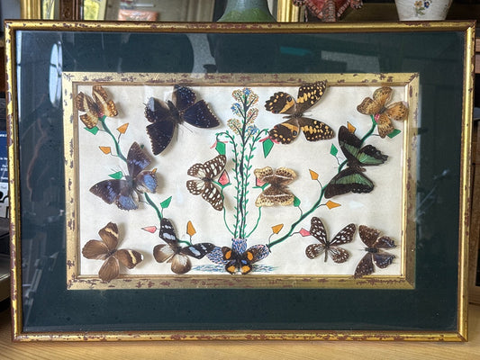Cadre papillons – La Maison du Cadre – Décoration – Vintage