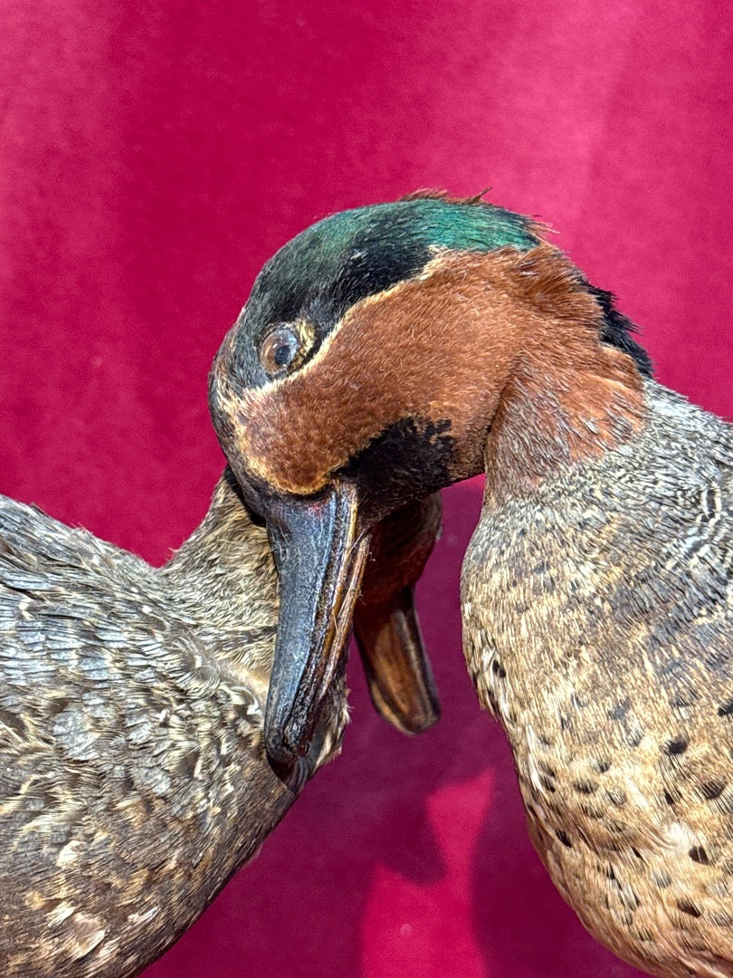 Paire de canards naturalisés sur socle en bois