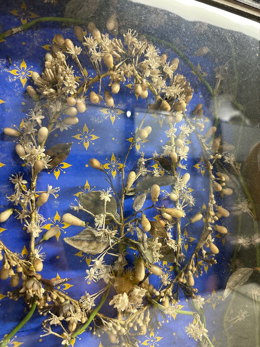 Cadre ancien – Herbier artificiel sous verre