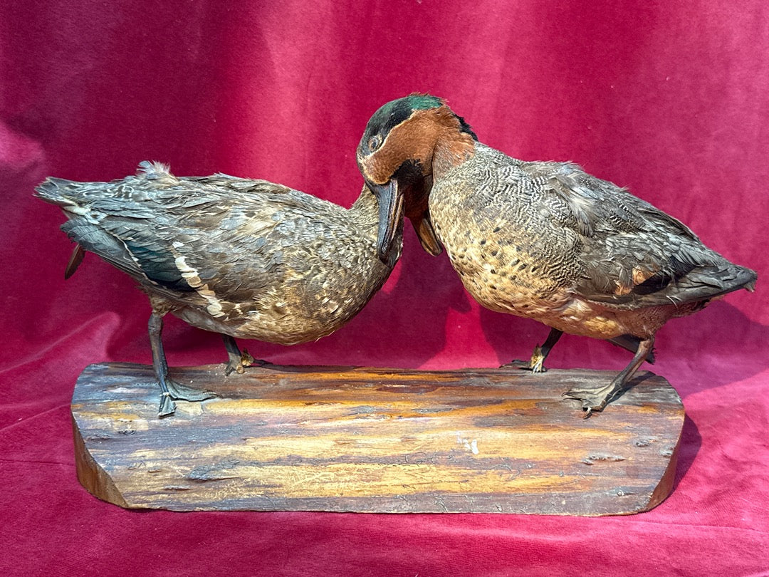 Paire de canards naturalisés sur socle en bois