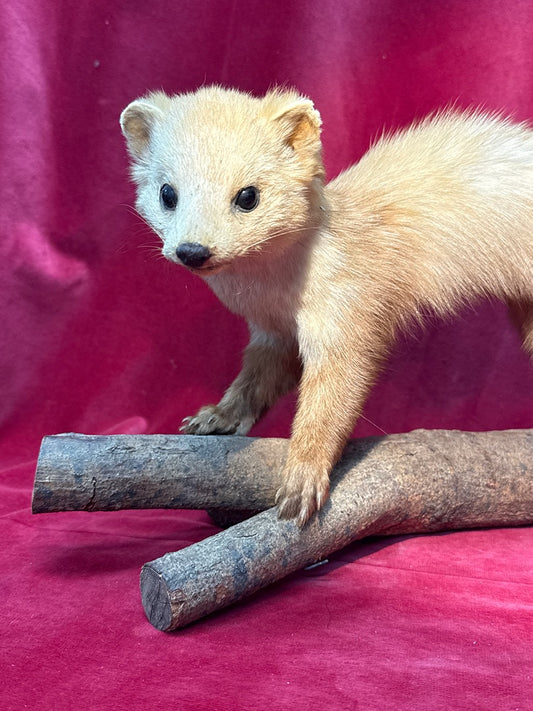 Naturalisation marte sur branche taxidermie