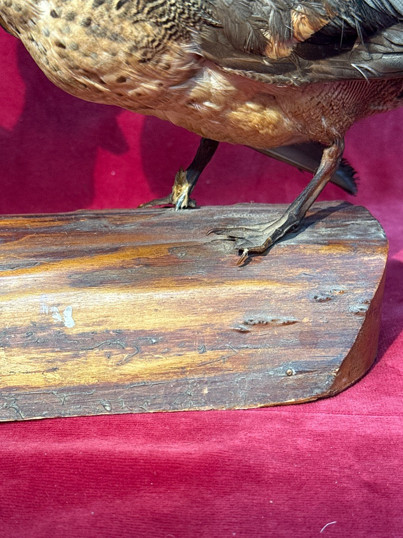 Paire de canards naturalisés sur socle en bois