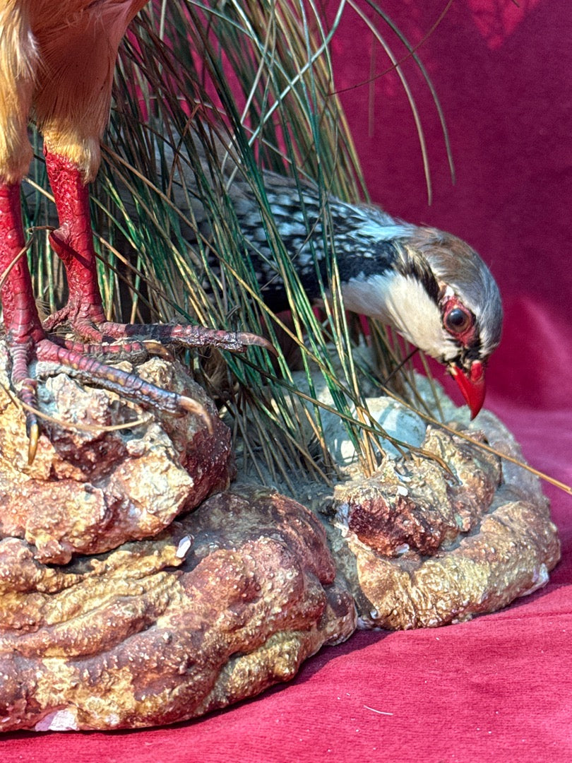 Taxidermie couple de perdrix rouges sur nid et rocher
