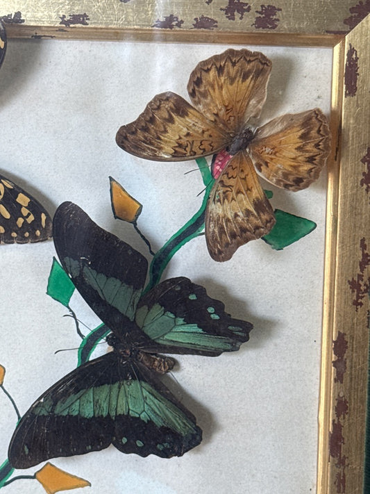 Cadre papillons – La Maison du Cadre – Décoration – Vintage