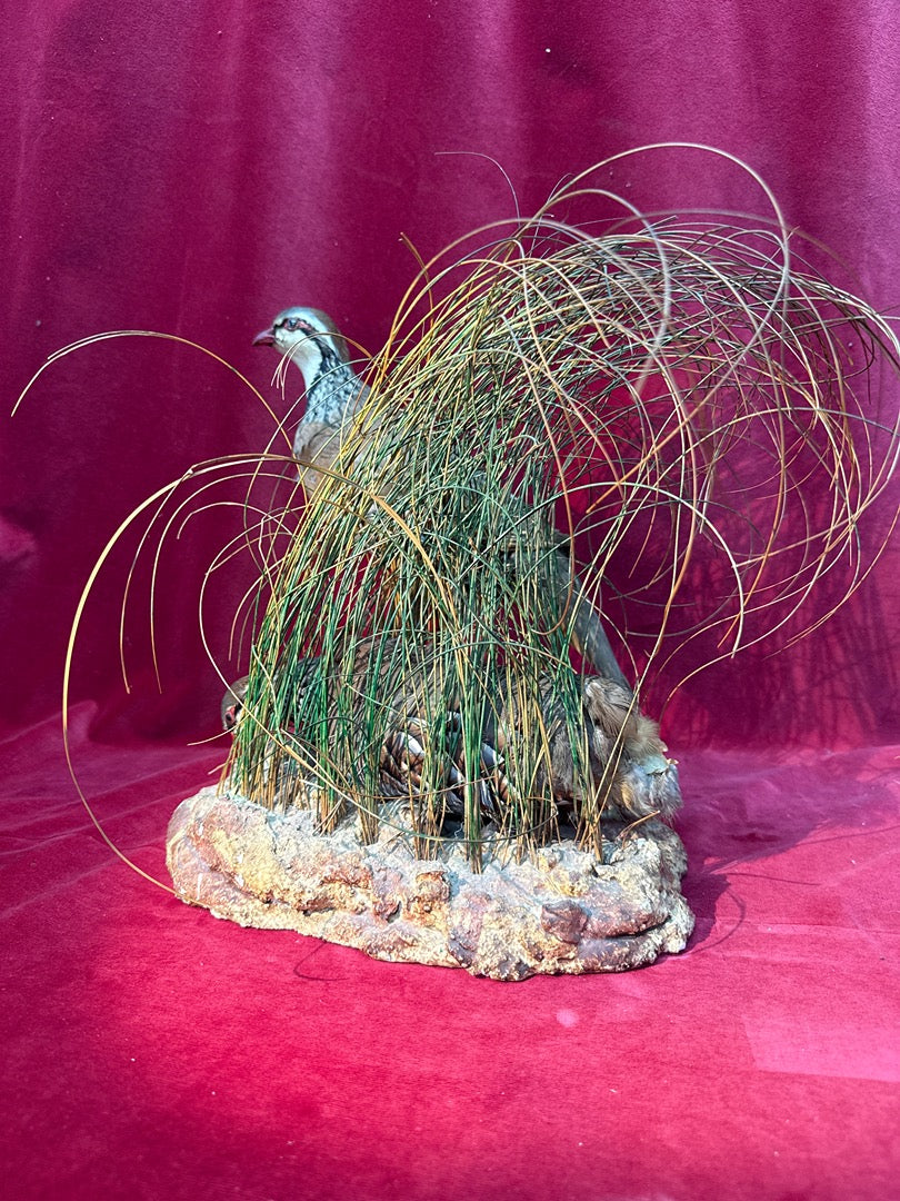 Taxidermie couple de perdrix rouges sur nid et rocher