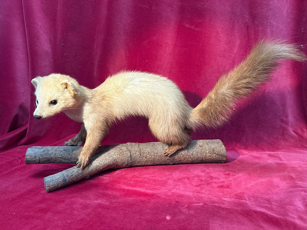 Naturalisation marte sur branche taxidermie