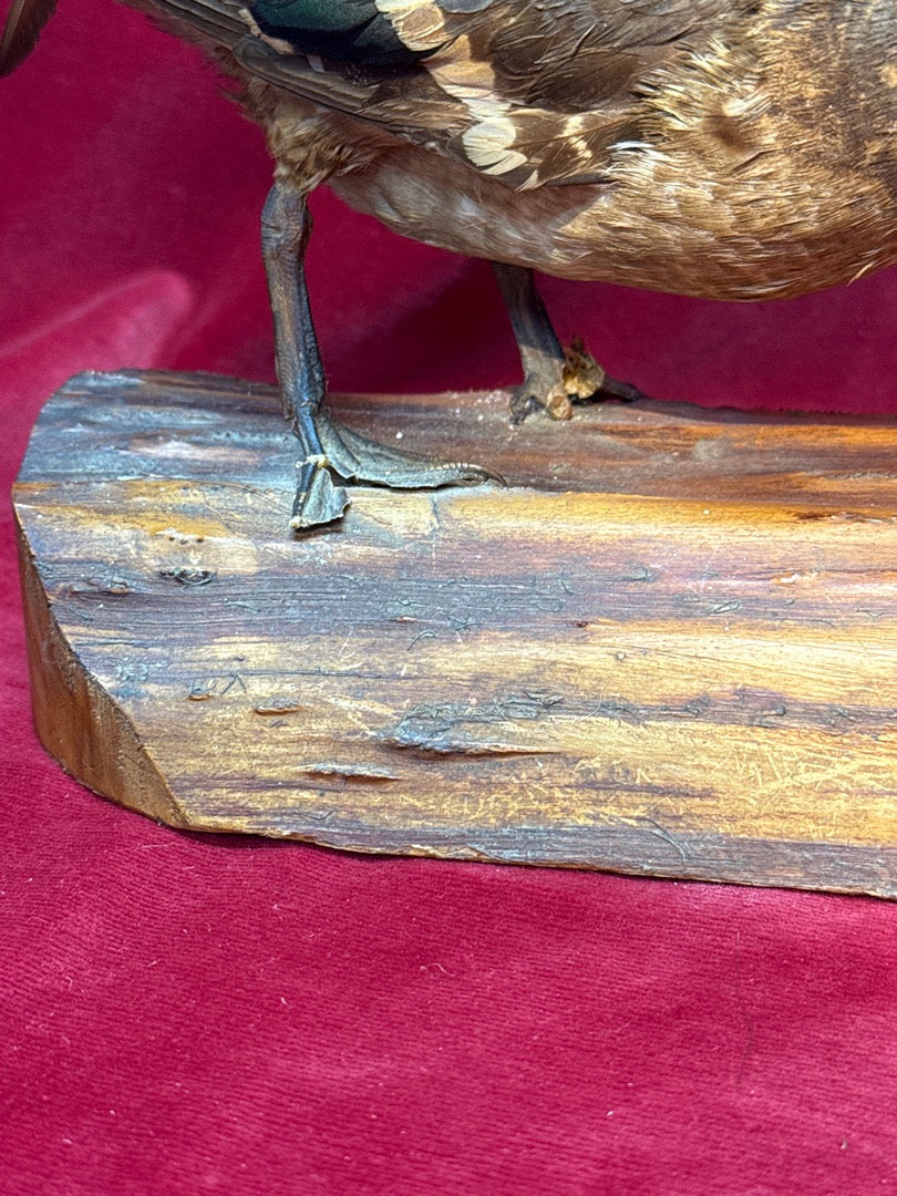 Paire de canards naturalisés sur socle en bois