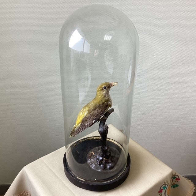 Globe De Mariée Napoléon Avec Oiseau