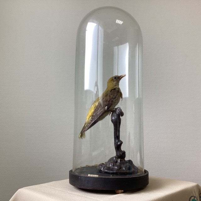 Globe De Mariée Napoléon Avec Oiseau