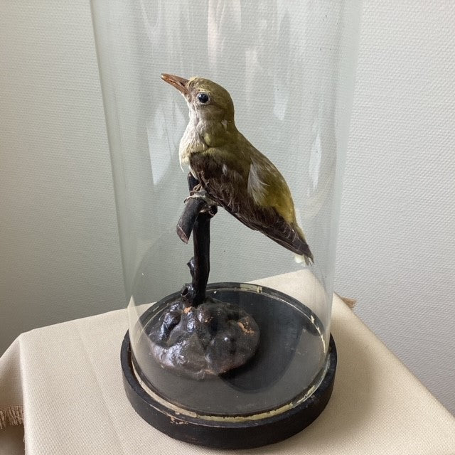 Globe De Mariée Napoléon Avec Oiseau