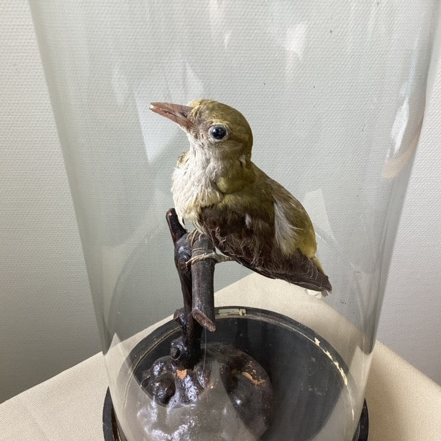 Globe De Mariée Napoléon Avec Oiseau