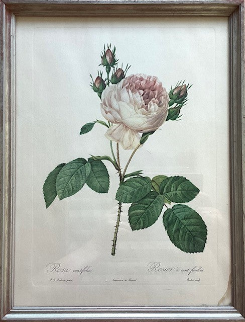 Planche botanique, représentation Rosier à cent feuilles, sur papier.