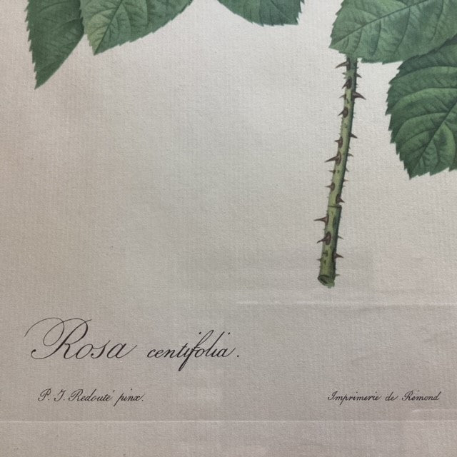 Planche botanique, représentation Rosier à cent feuilles, sur papier.