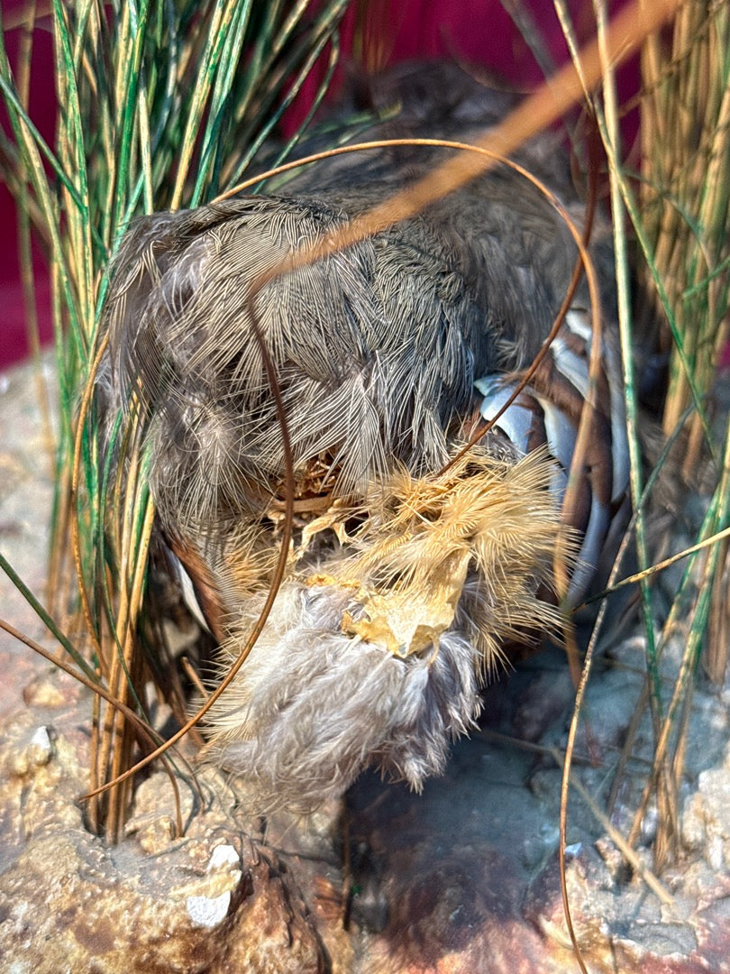 Taxidermie couple de perdrix rouges sur nid et rocher