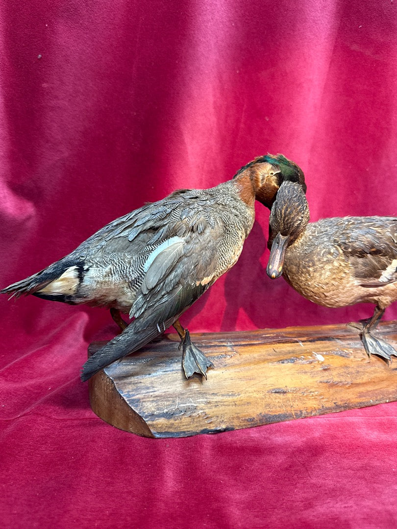 Paire de canards naturalisés sur socle en bois