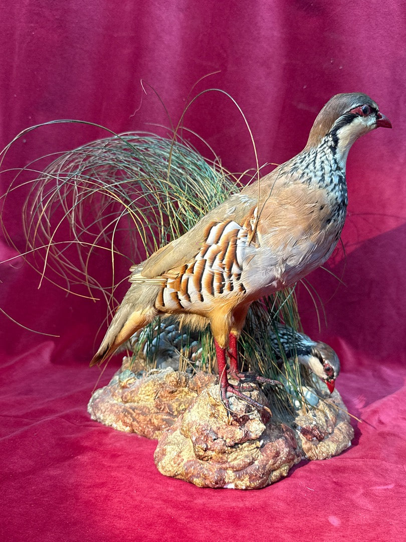 Taxidermie couple de perdrix rouges sur nid et rocher