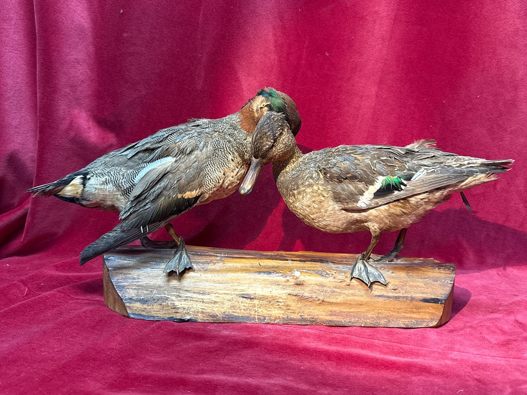 Paire de canards naturalisés sur socle en bois