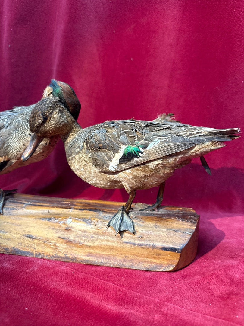 Paire de canards naturalisés sur socle en bois