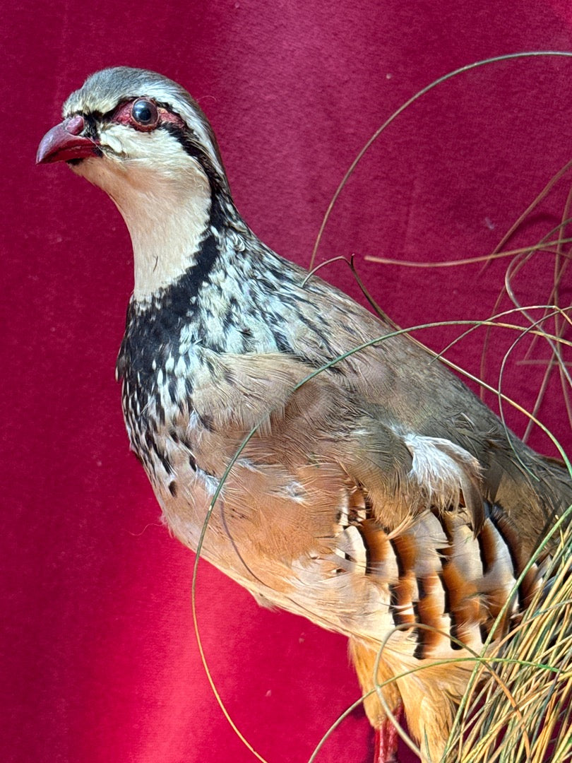 Taxidermie couple de perdrix rouges sur nid et rocher