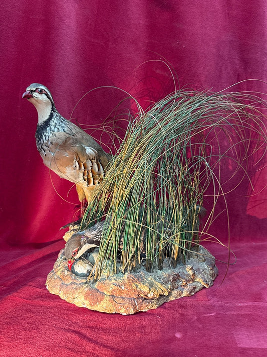 Taxidermie couple de perdrix rouges sur nid et rocher