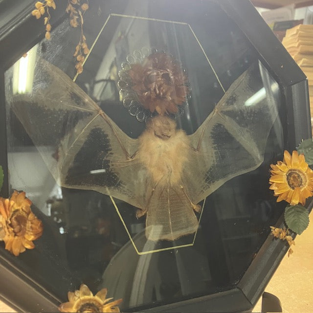 Taxidermie Chauve-souris Kerivoula Picta, Sous Cadre Avec Fleurs Séchées