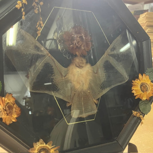 Taxidermie Chauve-souris Kerivoula Picta, Sous Cadre Avec Fleurs Séchées