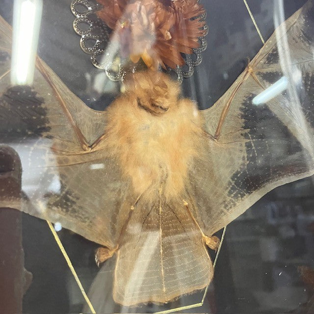 Taxidermie Chauve-souris Kerivoula Picta, Sous Cadre Avec Fleurs Séchées