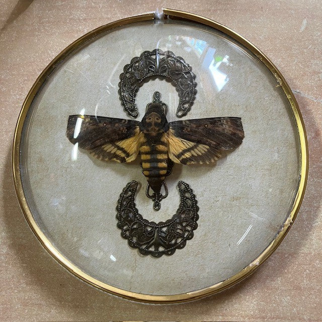 Taxidermie Papillon Le Sphinx Tête De Mort