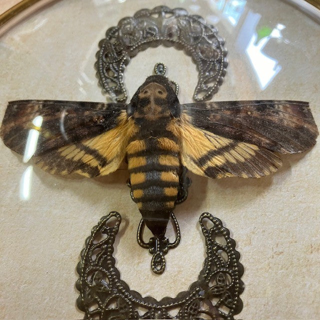 Taxidermie Papillon Le Sphinx Tête De Mort