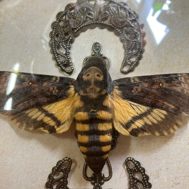 Taxidermie Papillon Le Sphinx Tête De Mort