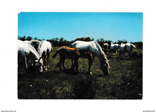 Carte postale - La Camargue manade de chevaux sauvage ort saint louis du rhone