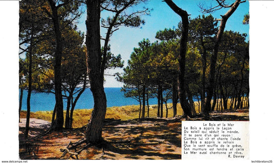 Carte postale -1103 VIE A LA MER BOIS DE PINS DAVRAY