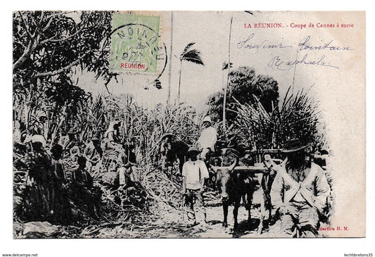 Carte postale -  la Réunion Coupe de Cannes à Sucre Ouvriers au Travail Attelage Colonial à Cheval